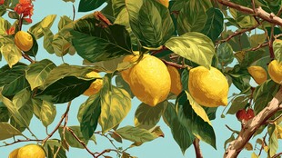 枝头柠檬挂 绿叶相映衬