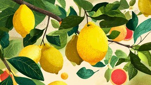 枝头柠檬 清新水果插画