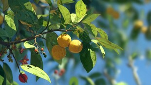 枝头黄果绿叶相映成趣