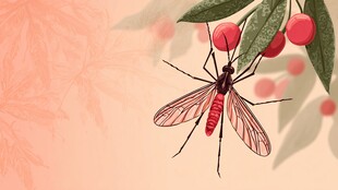 枝头红果旁的精致飞虫