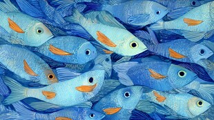 群游的蓝橙相间美丽小鱼