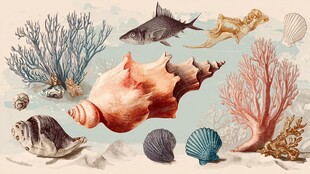 海洋生物与贝壳珊瑚插画