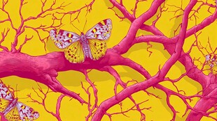 粉色树枝上的斑斓蝴蝶