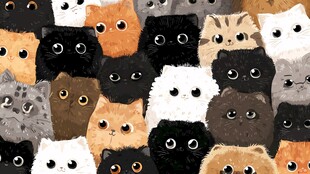 猫咪大集合 萌态十足