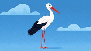 蓝天下的白鹳优雅站立