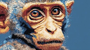 可爱小猴特写图