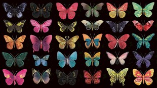 多彩蝴蝶集合图