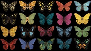 多彩蝴蝶集合图