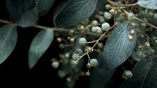 深绿枝叶间的青涩小果