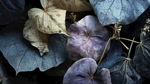 蓝紫色调枯萎叶片特写