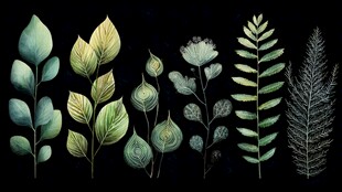 手绘清新植物叶片集合