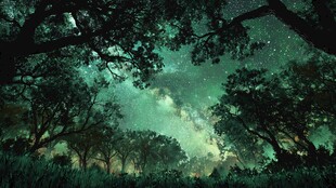 梦幻森林中的璀璨星空