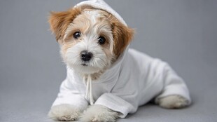 穿着连帽衣的可爱小萌犬