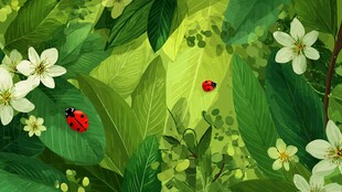 绿叶繁花间的瓢虫小世界