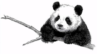 趴在树枝上的可爱熊猫