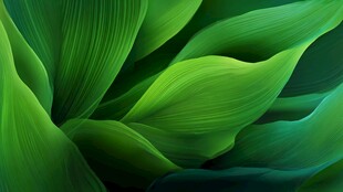 翠绿叶片的自然纹理之美