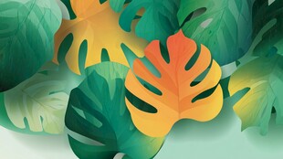 热带风龟背竹叶插画