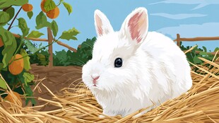 白兔静卧于田园稻草间