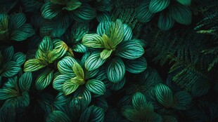 翠绿叶片特写 生机盎然