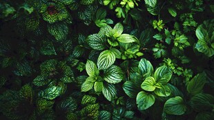 翠绿繁茂的生机植物图景