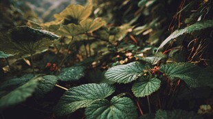 繁茂绿植间的自然生机