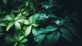 翠绿叶片的生机植物景象