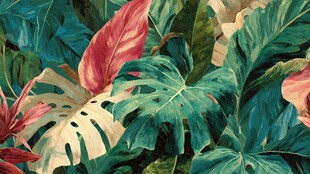 热带风情多彩植物叶片