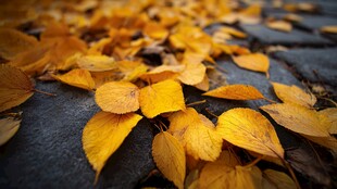 秋景 地面上的金黄落叶