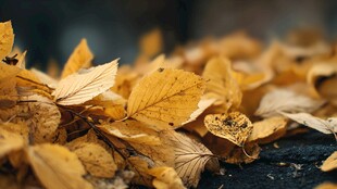 秋日落叶静美特写画面