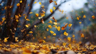 飘落的银杏叶 秋之诗意