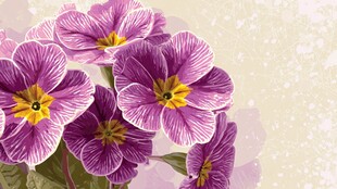 紫色报春花绽放的美丽