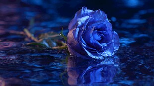 蓝色玫瑰静置于水洼之上
