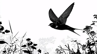 燕子于草木间展翅飞翔