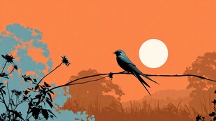 夕阳下栖于枝的长尾鸟