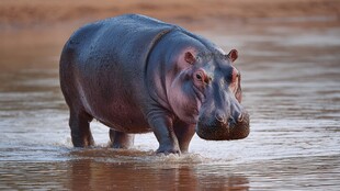 河马在浅水中悠然漫步