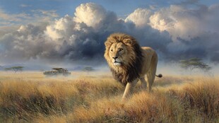 草原雄狮 尽显王者风范