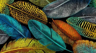 五彩斑斓羽毛的视觉盛宴