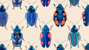 多彩甲虫图案 创意昆虫设计