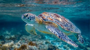 海龟在海底优雅游动