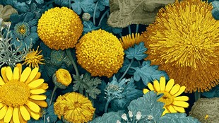 金黄菊花与绿叶的美丽组合