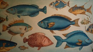 多彩海洋鱼类图案展示