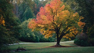 秋日独树的斑斓景致