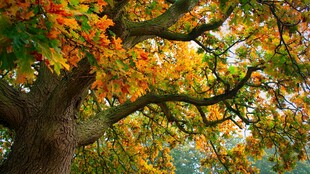 秋日斑斓大树美景