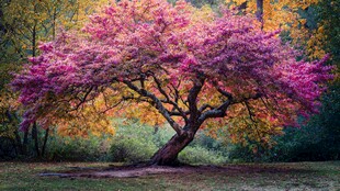 梦幻紫粉秋叶树景