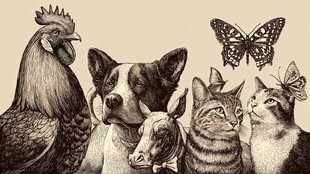 动物伙伴的温馨相聚时刻