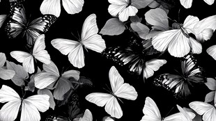 黑白蝴蝶群舞背景图