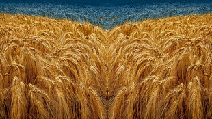 金色麦浪 田野中的丰收景象