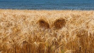麦田中的神秘兔耳景观