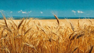 金色麦田与蓝天碧海美景