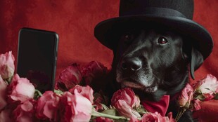 戴礼帽黑狗与浪漫粉玫瑰